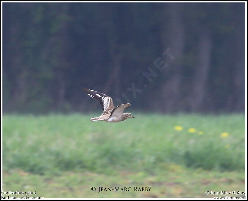 Eurasian Stone-curlew, Flight