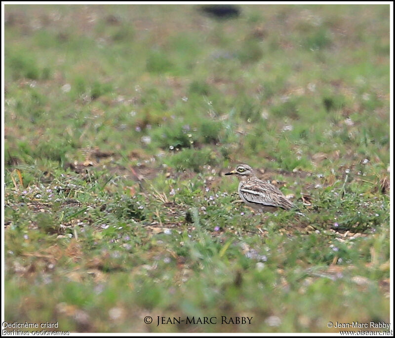 Oedicnème criard, identification