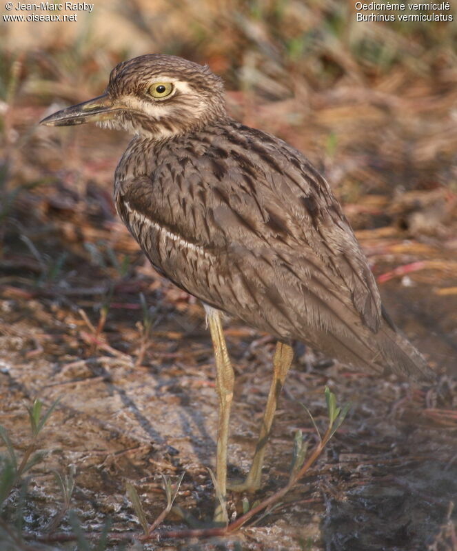 Water Thick-knee