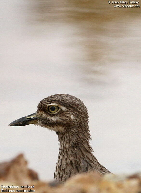 Water Thick-knee