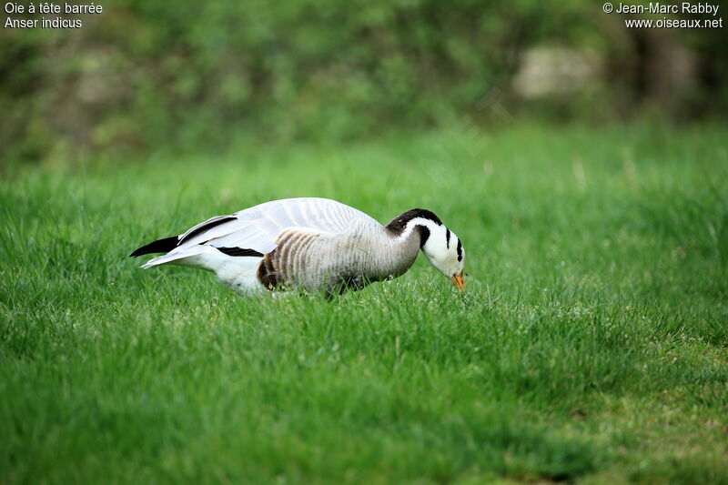 Bar-headed Goose, identification