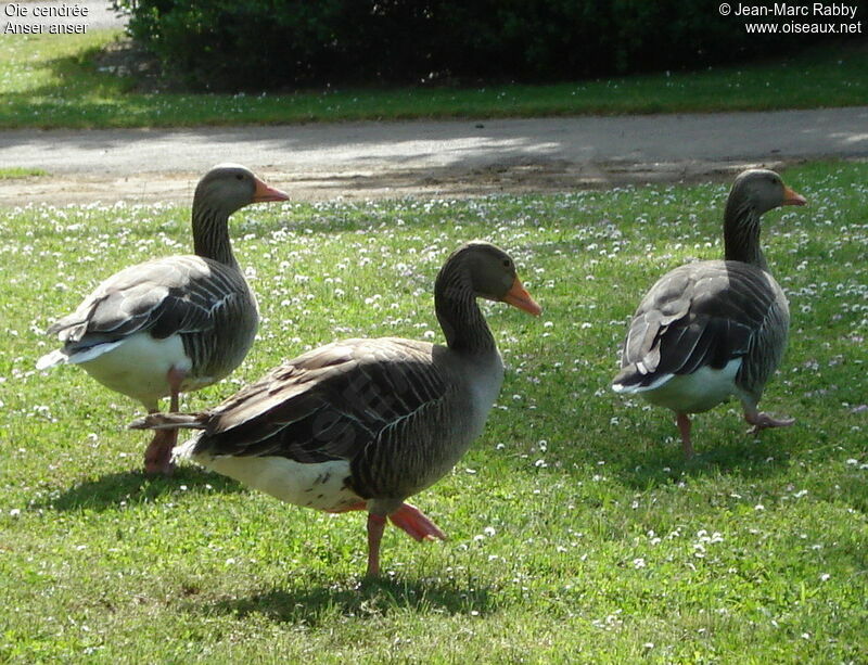 Oie cendrée, identification