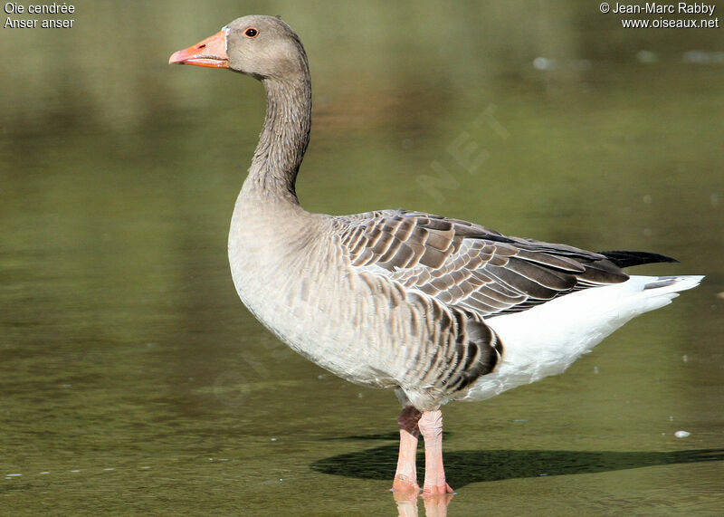 Greylag Goose, identification