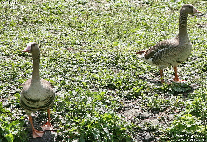 Greater White-fronted Goose, identification