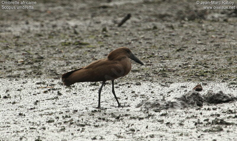 Ombrette africaine, identification