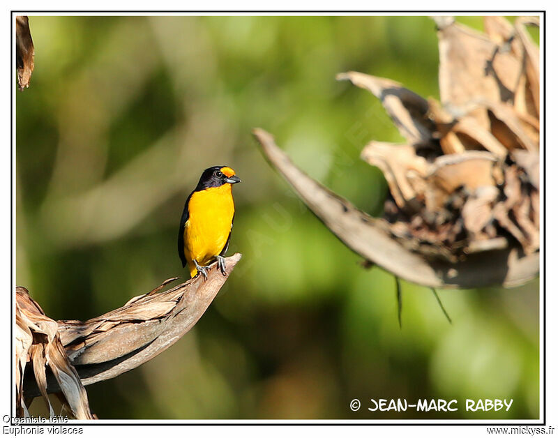 Violaceous Euphonia, identification