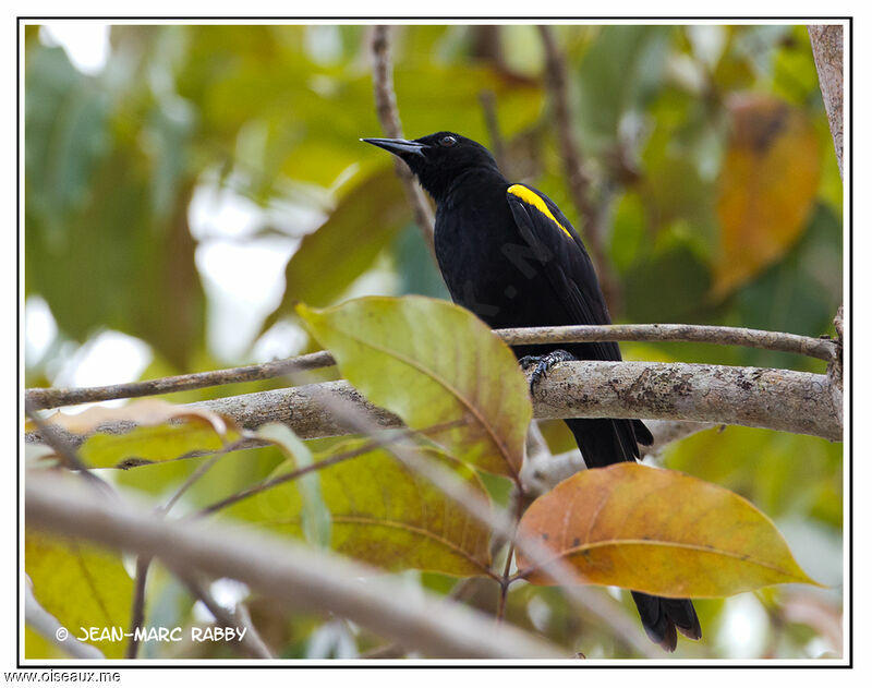 Oriole à épaulettes, identification