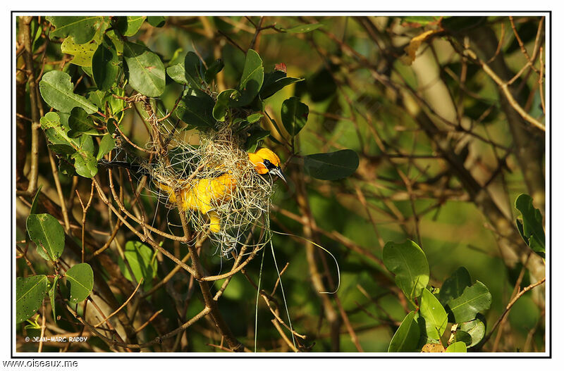 Yellow Oriole, identification