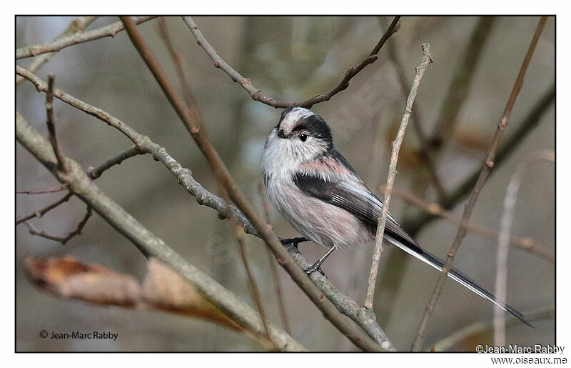 Long-tailed Tit, identification