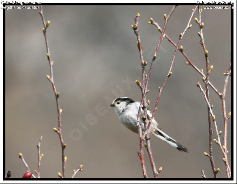 Long-tailed Tit, identification