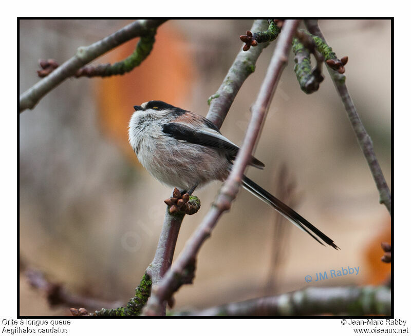 Long-tailed Tit, identification