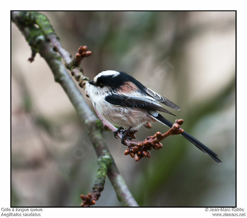 Long-tailed Tit, identification