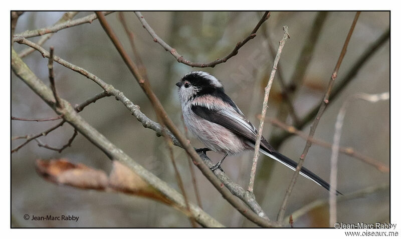 Long-tailed Tit, identification