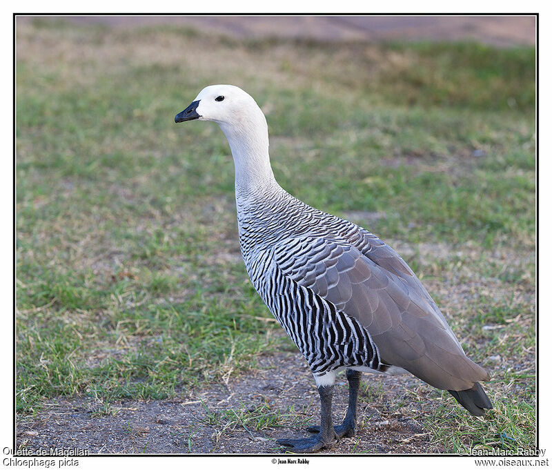 Ouette de Magellan, identification