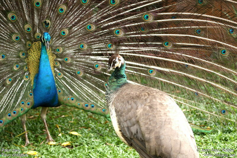 Indian Peafowl 