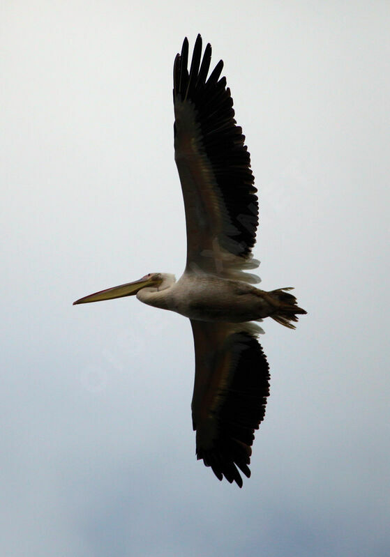 Pélican blanc