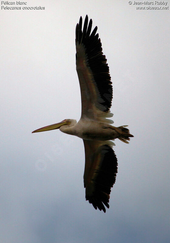 Great White Pelican, Flight