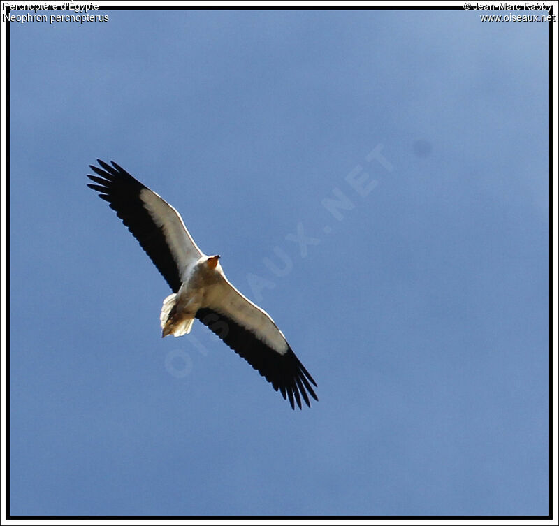 Egyptian Vulture, Flight