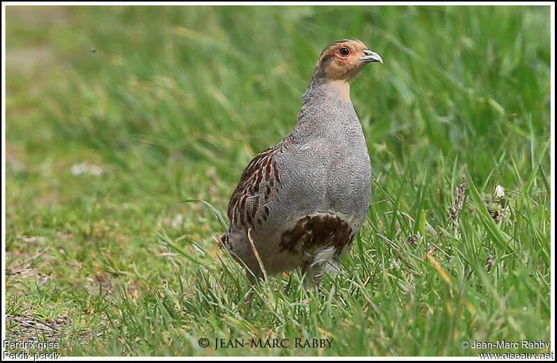 Grey Partridge, identification