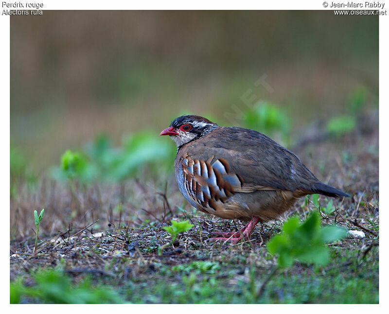 Red-legged Partridge, identification