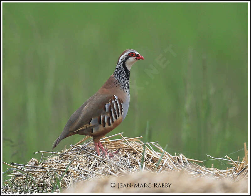 Red-legged Partridgeadult, identification