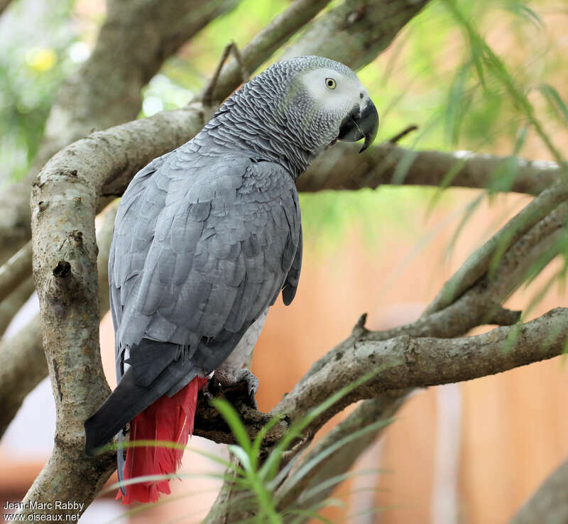 Grey Parrotadult, identification