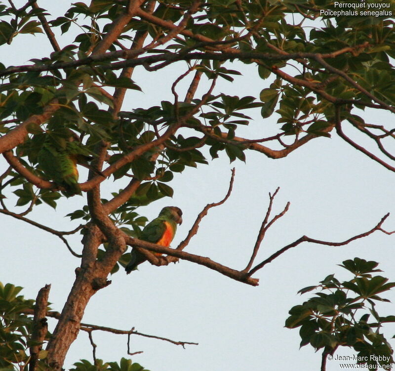 Senegal Parrot