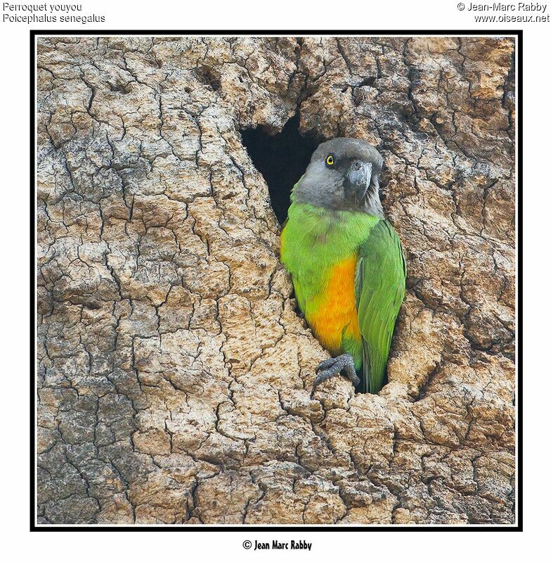 Senegal Parrot, identification