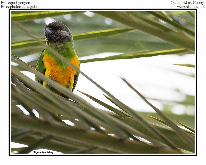 Senegal Parrot, identification