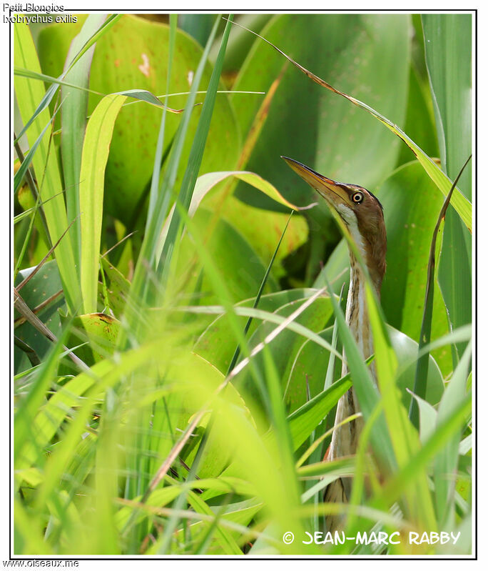 Least Bittern, identification