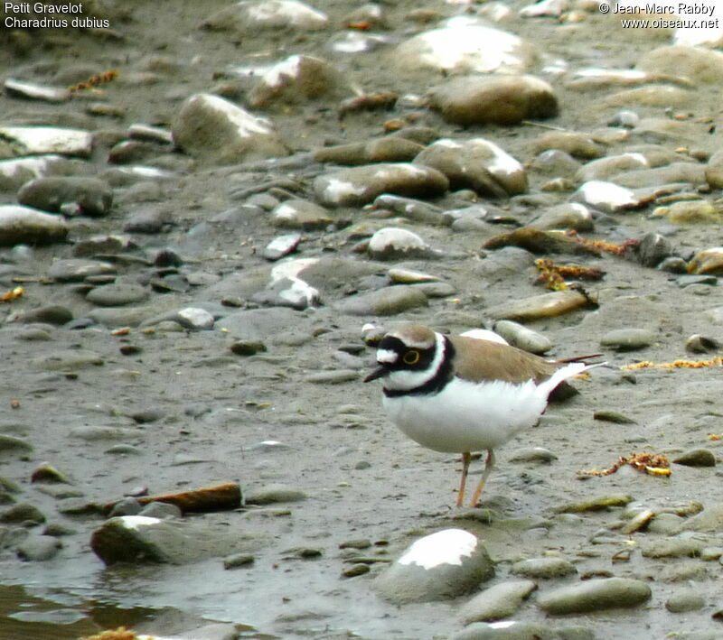 Little Ringed Plover, identification