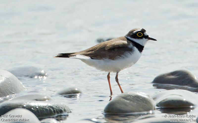 Little Ringed Plover, identification