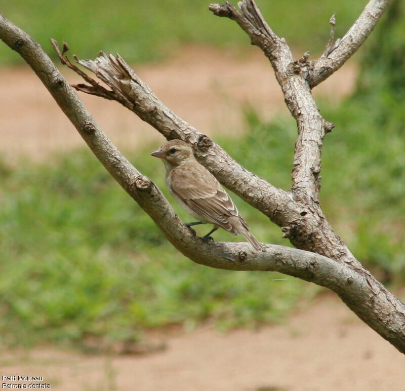 Sahel Bush Sparrow