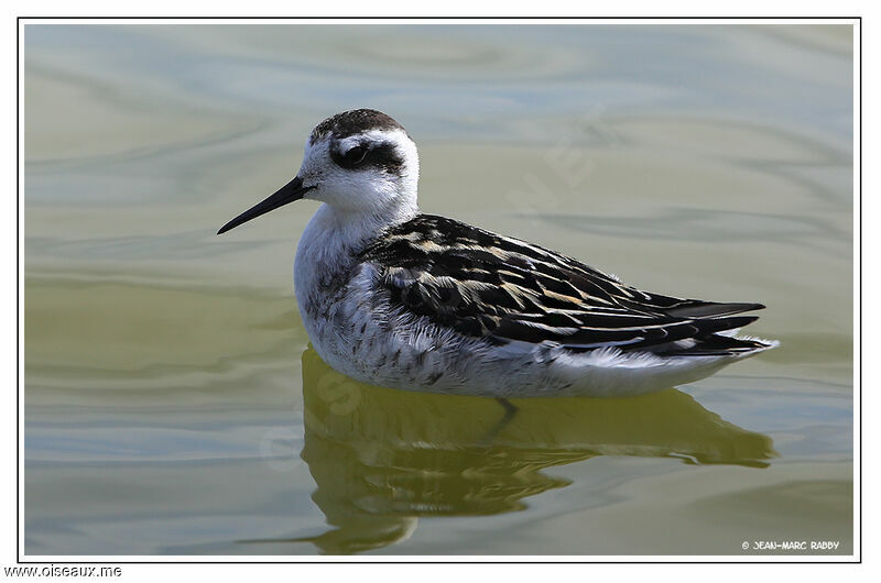 Red-necked Phalarope male, identification