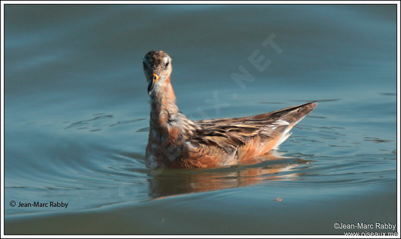 Phalarope à bec largeadulte transition, identification