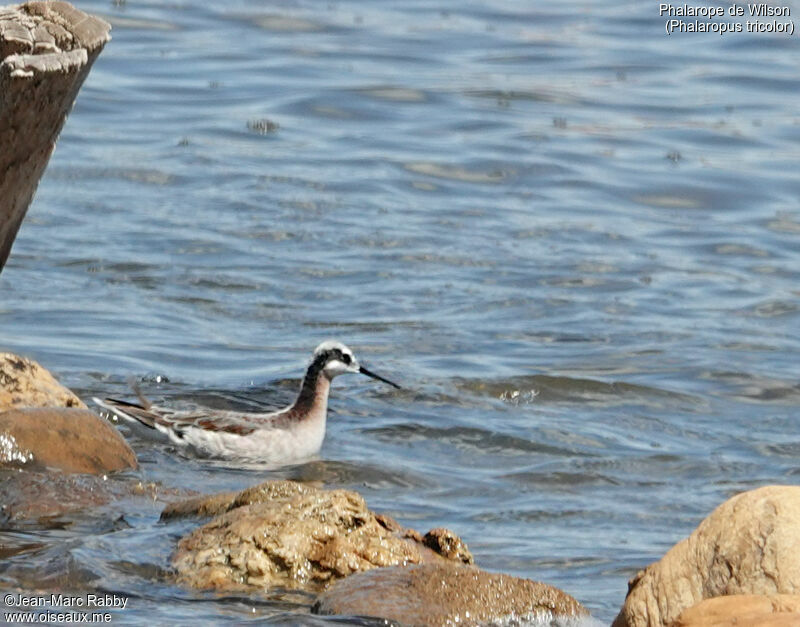 Phalarope de Wilson