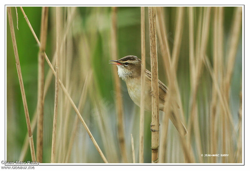 Phragmite des joncs, identification