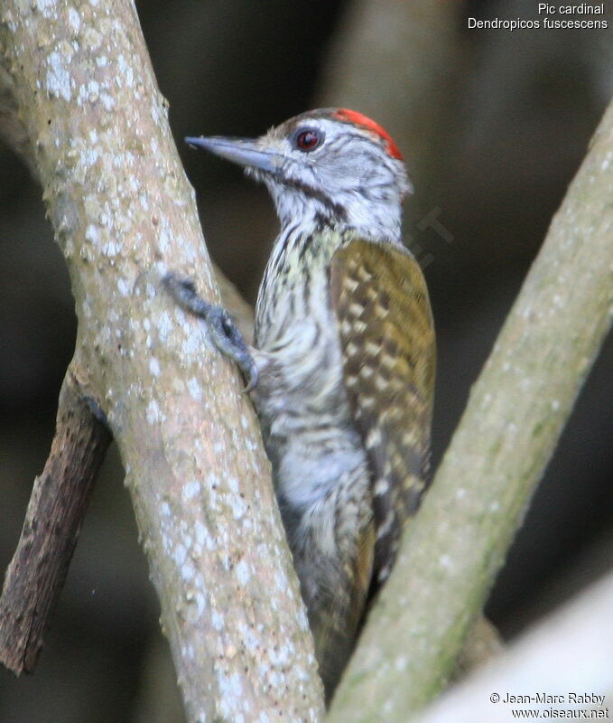 Cardinal Woodpecker