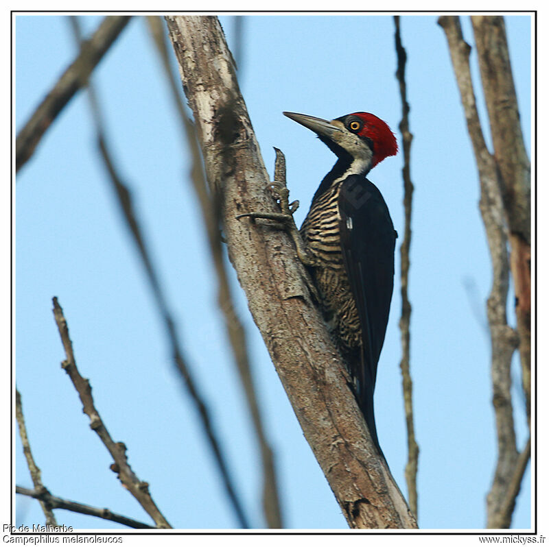 Pic de Malherbe, identification