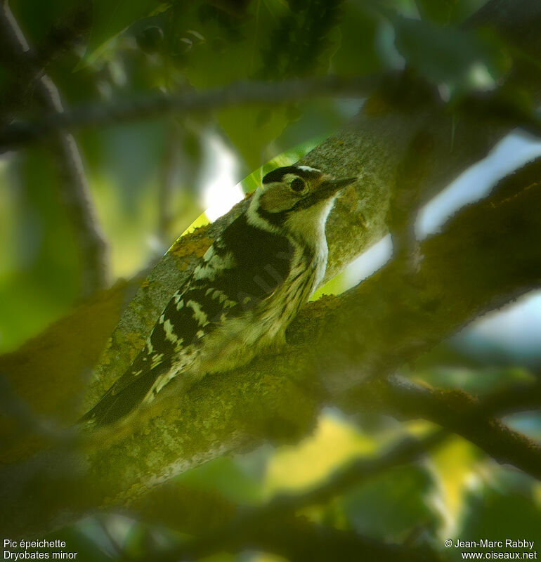 Lesser Spotted Woodpecker male, identification