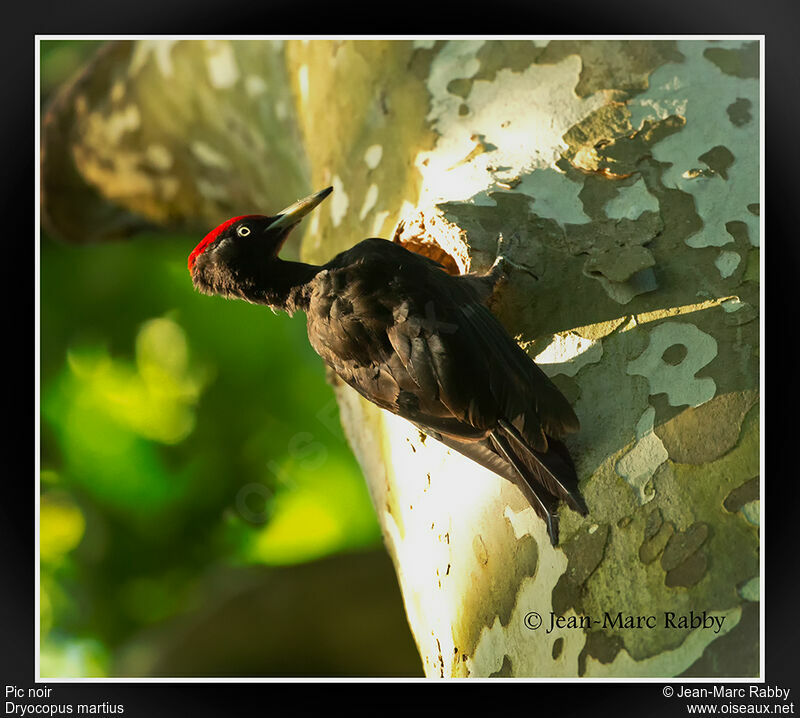 Black Woodpecker, identification