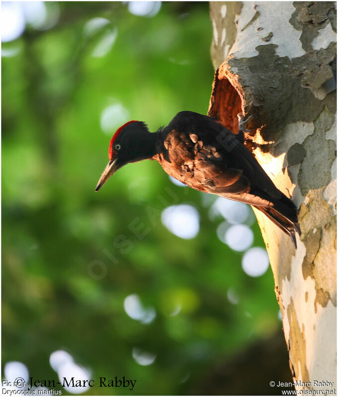 Black Woodpecker, identification