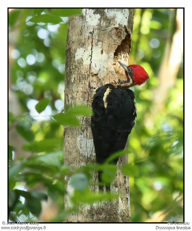 Lineated Woodpecker, identification