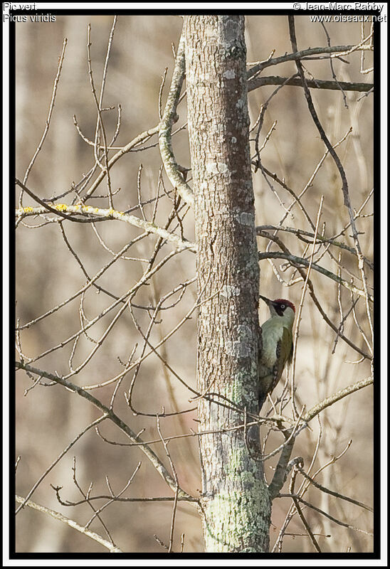 Pic vert femelle, identification