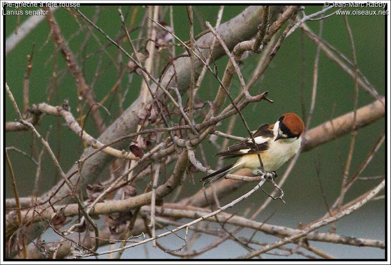 Pie-grièche à tête rousse, identification