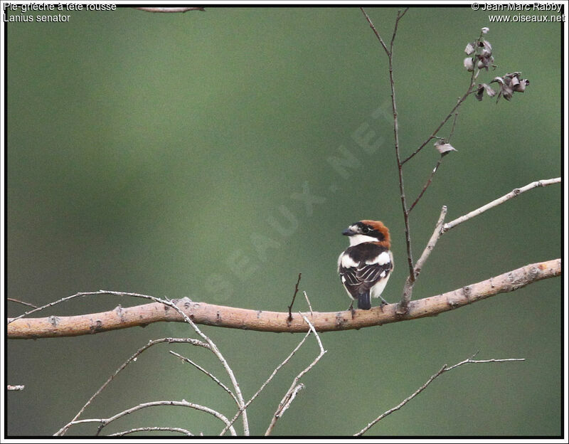 Woodchat Shrike, identification