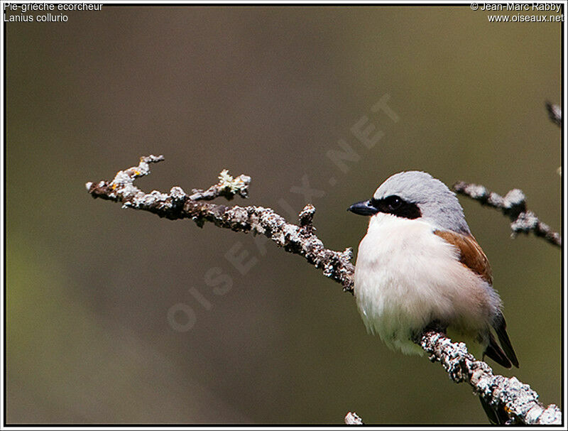 Pie-grièche écorcheur mâle, identification