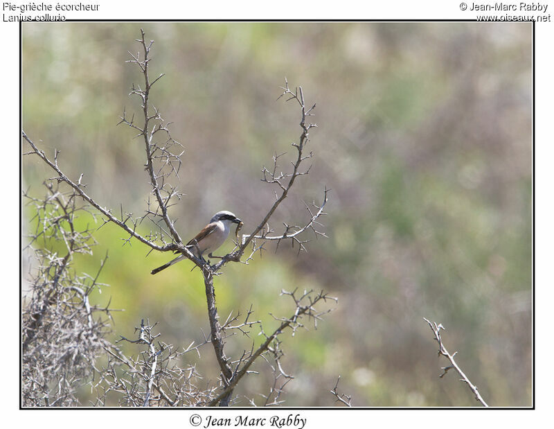 Pie-grièche écorcheur, identification