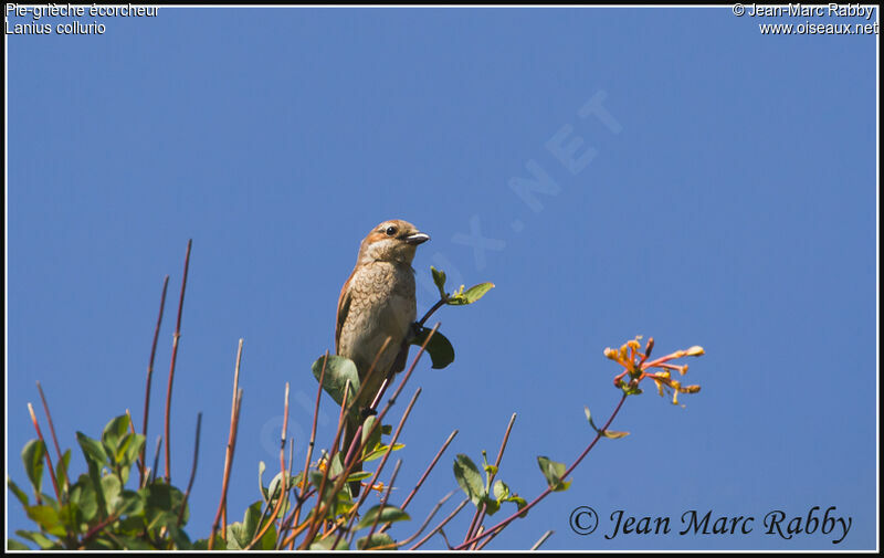 Red-backed Shrike, identification