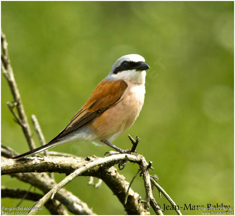 Pie-grièche écorcheur, identification